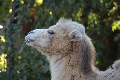 camel  nature  animal