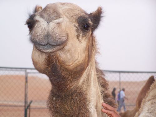 camel desert transportation