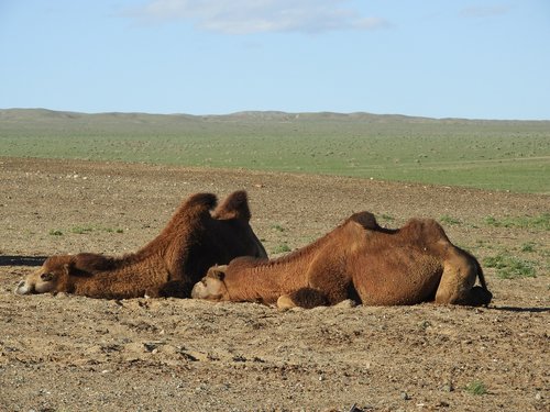 camel  steppe  desert