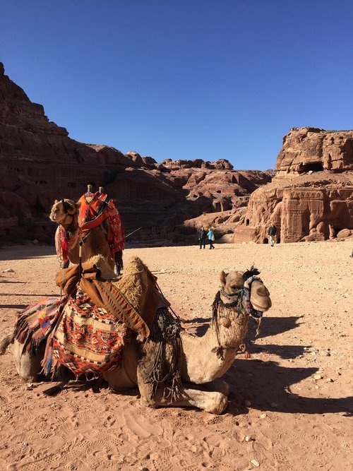 camel  travel  desert