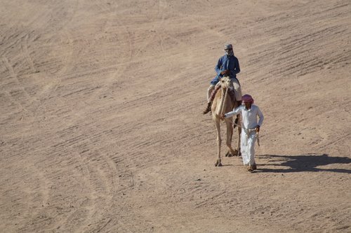 camel  animal  desert
