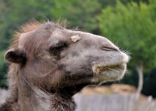 camel animal face