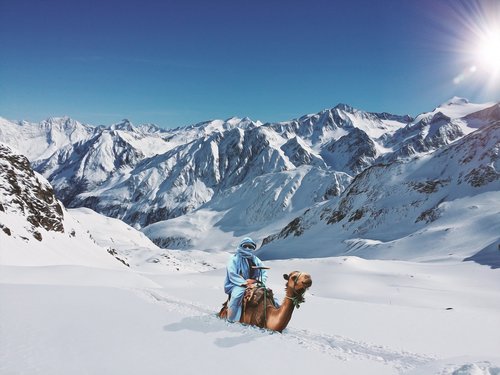 camel  deep snow  reiter
