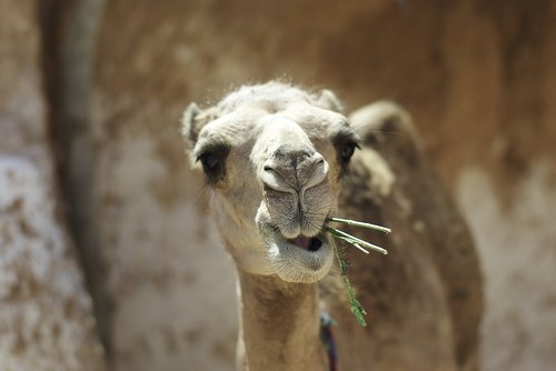 camel  tunisia  animal