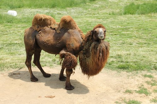 camel  humps  zoo