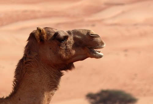 camel  desert  oman