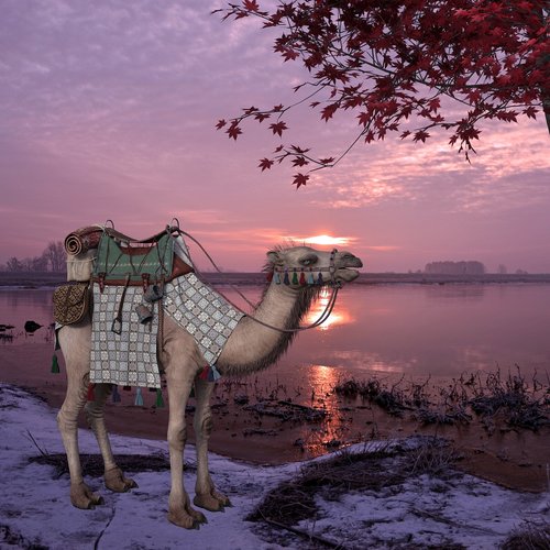 camel  landscape  animal