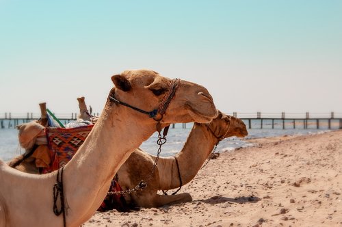 camel  desert  africa
