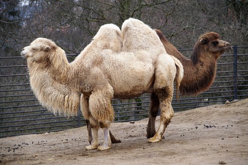 camel  animal  sahara