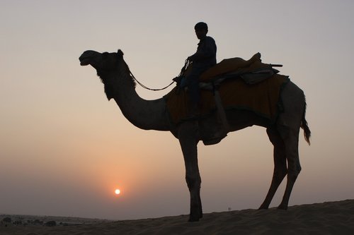 camel  camel safari  desert