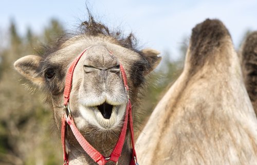 camel  animal photography  animal portrait
