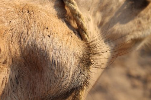 camel tunis eye lashes