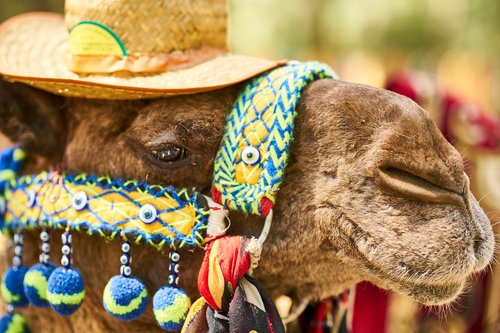 camel  tourism  hat