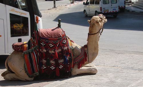 camel animal resting