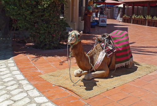 camel clothing derka