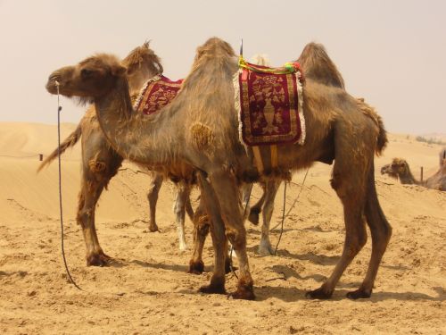 camel desert sand