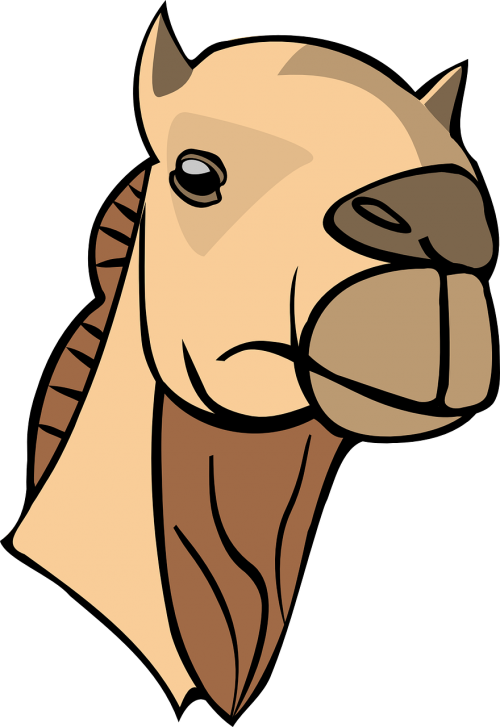 camel animal mammal