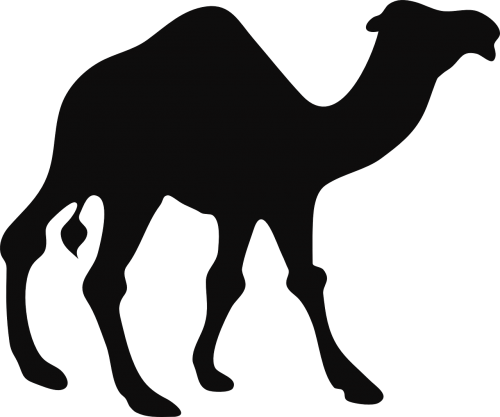camel animal hump