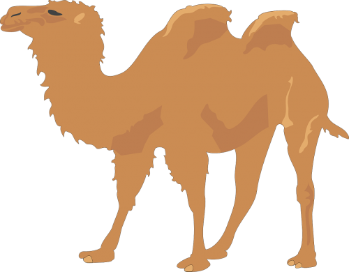 camel two humps