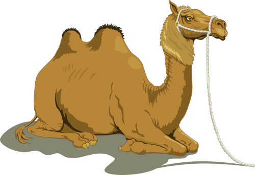 camel sand two