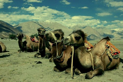 camel ladakh desert