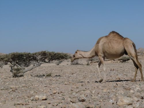 camel oman arabia