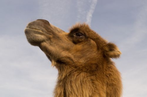 camel animal circus