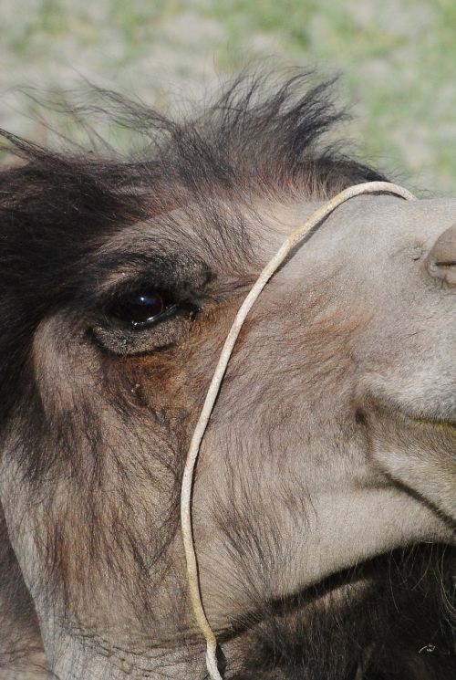 camel close shot animal