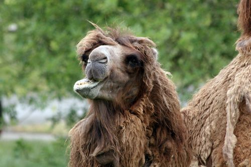 camel wildlife animal