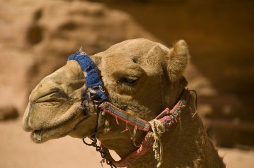 camel desert jordan
