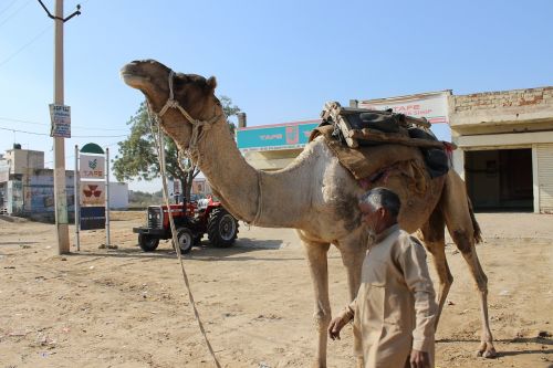camel man rajasthan