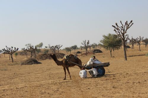 camel field animal