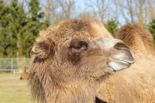 camel brown head