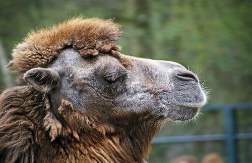 camel dromedary head