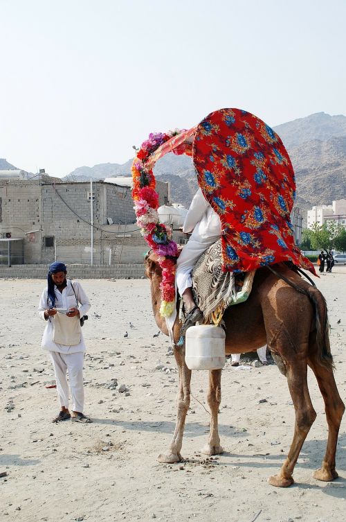 camel animal face