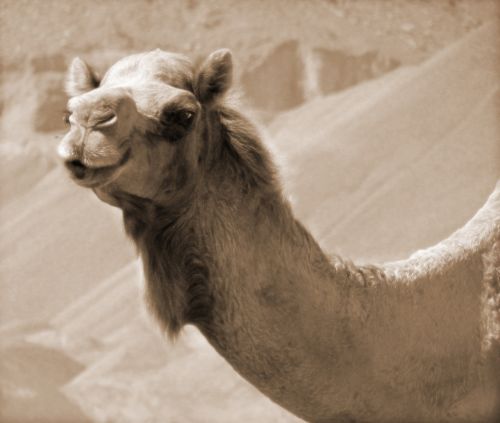 camel desert travel
