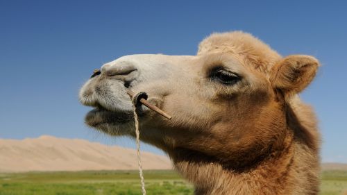 camel mongolia desert
