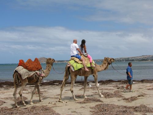 camel travel australia
