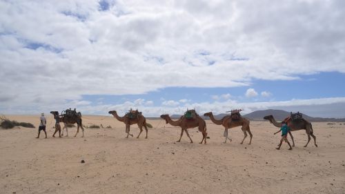 camel desert dromedary