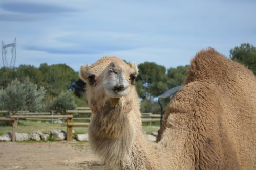 camel animals zoo