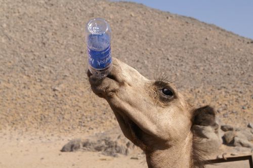 camel animals desert