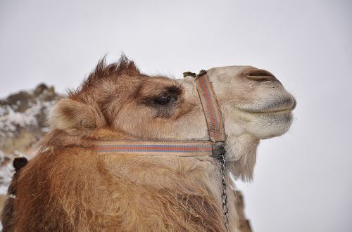 camel animal mammal