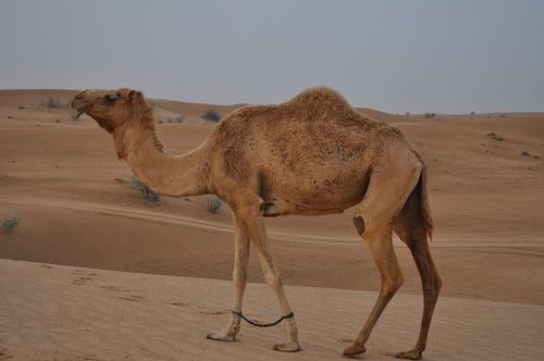 camel desert emirates