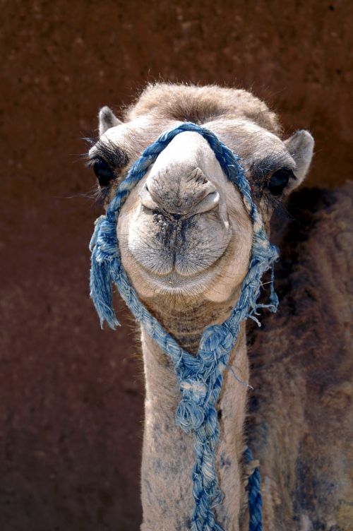 camel animal closeup