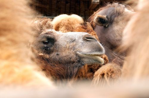camel animal morocco