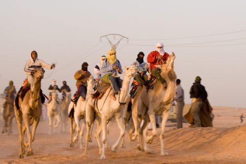 camel race algeria