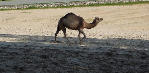 camel dromedary one hump
