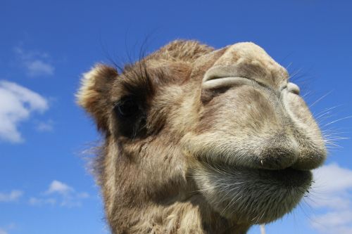 camel head shot close up