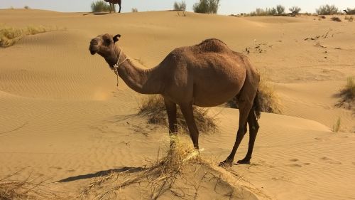 camel turkmenistan desert animals