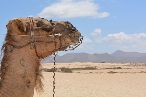 camel desert animal